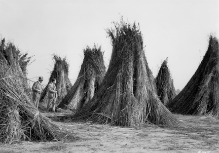 Imperial California hemp 1928